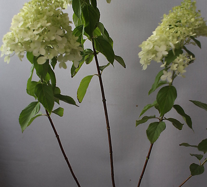 Hydrangea macrophylla 