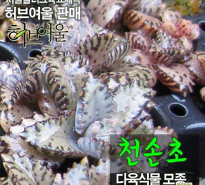 [허브여울모종] 천손초 불사조 모종 2개 1600원 (서울육묘생산 허브여울판매 정품다육모종)