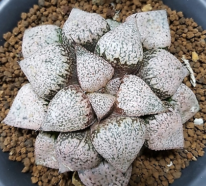 하워르티아일반종Haworthia picta种子(粉色Haworthia picta(a)种子5립)(HS028) 5)