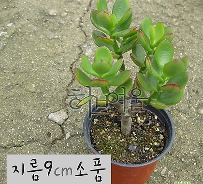 [허브여울다육]흑Crassula argentea f variegata(흑염자Crassulaportulacea)지름9cm小品다육花盆 []   9cm