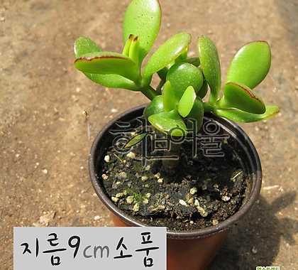 [허브여울다육] 염좌 (염자Crassula portulacea) 지름 9cm 소품 다육화분