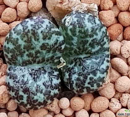 Conophytum 오브코델룸种子10립(우르스프런기아눔CKH-1种子CS052) 10