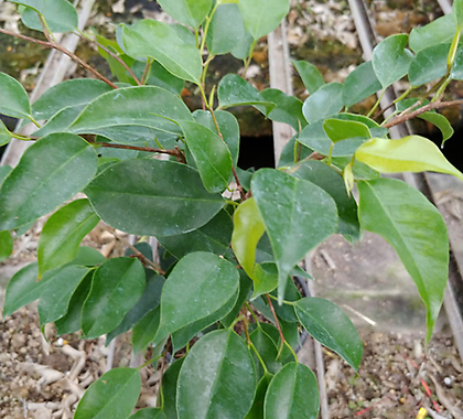 원종벤자민나무-1급공기정화식물