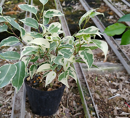 원종벤자민나무2개-1급공기정화식물