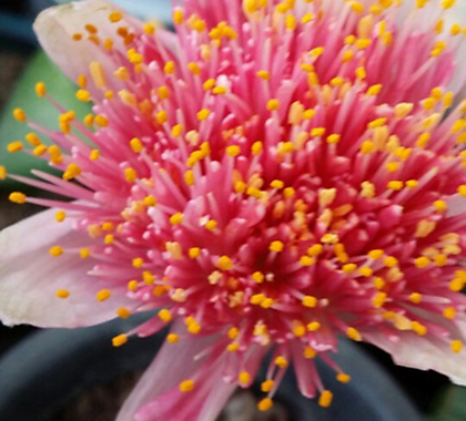 핑크알비프로스.핑크털군자란.구근류.핑크밍크분꽃 .꽃대있어요.몸 두개입니다.