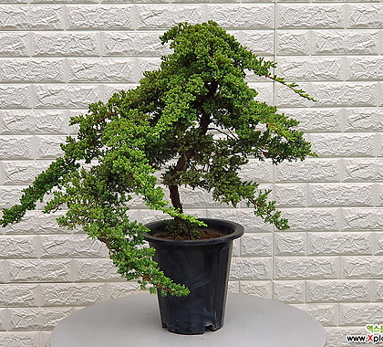 Juniperus chinensis var. sargentii 115 -