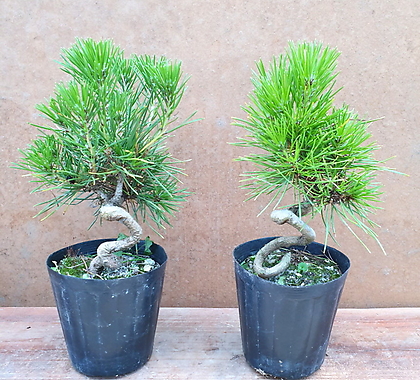 Pinus thunbergii Parl. []     250