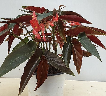 Begonia lucerna 