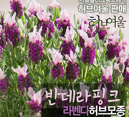 [허브여울모종] 반데라 핑크 (라벤다 노지월동)  상토만사용 서울육묘생산 정품허브모종