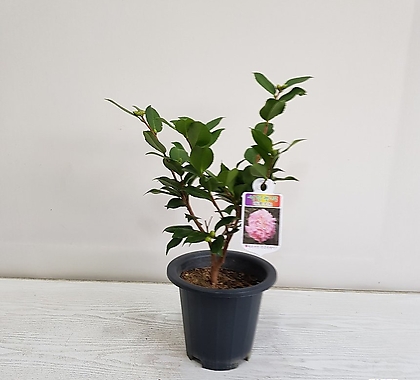 Camellia japonica ///