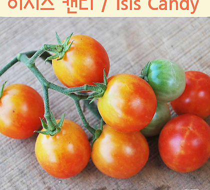 이시스캔디 Isis Candy Cherry 달콤한희귀토마토 교육체험용 세트