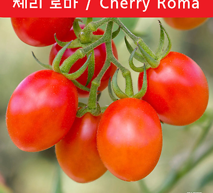 체리 로마 Cherry Roma 달콤한 토마토 희귀토마토 교육 체험용