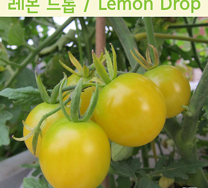 레몬드롭 Lemon Drop 산뜻한 토마토 희귀토마토 교육 체험용