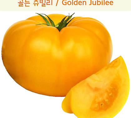 골든쥬빌리 Golden Jubilee 달콤희귀토마토교육체험용