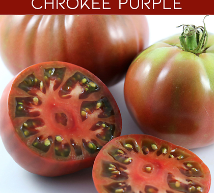체로키퍼플 Cherokee Purple 희귀토마토 교육 체험용