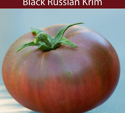 블랙러시안크림 Black Russian Krim희귀토마토 교육체험용