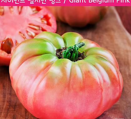 거대한벨지움 핑크 Giant Belgium Pink희귀토마토 교육체험용