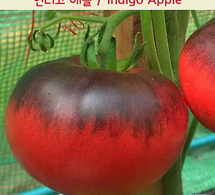 인디고 애플 Indigo Apple 희귀토마토 교육 체험용