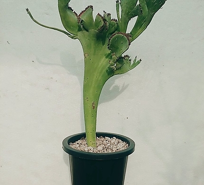 마우리타니카 철화 Euphorbia mauritanica crest 아프리카다육