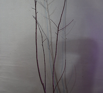 Aronia melanocarpa 