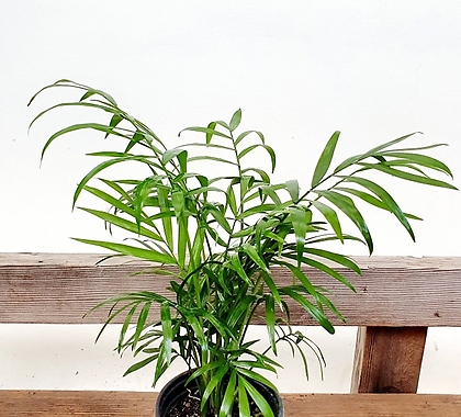 공기정화식물 테이블야자 수경재배