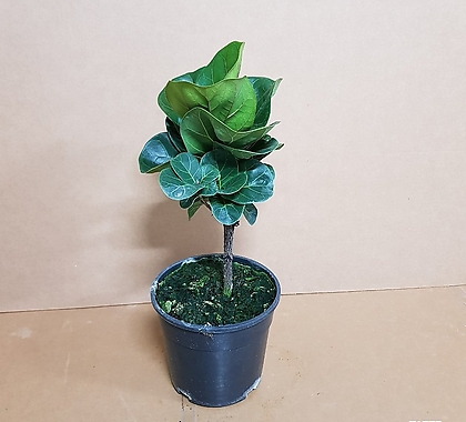 Ficus elastica [C] 2019 /// /  ...