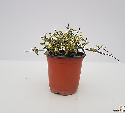 Trachelospermum asiaticum []