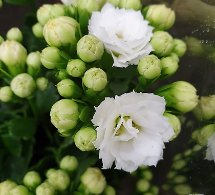 [진아플라워] 몽글몽글 겹꽃 가랑코에 칼란디바 035