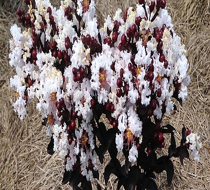 자엽백일홍나무 자엽배롱나무 (블랙다이아몬드) 흰색꽃, 삽목2년 화분묘,같이가치농원