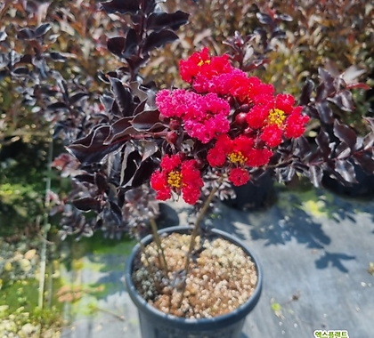 자엽백일홍(블랙다이아몬드)빨강꽃,삽목2년,같이가치농원