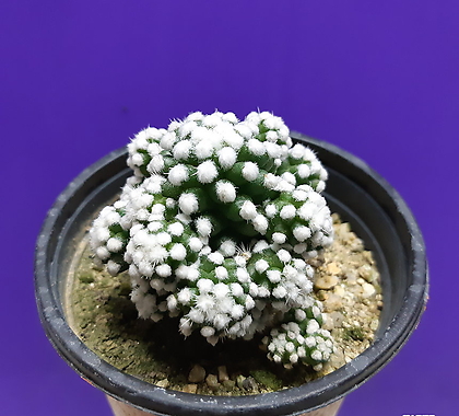 Mammillaria gracilis cv. 
