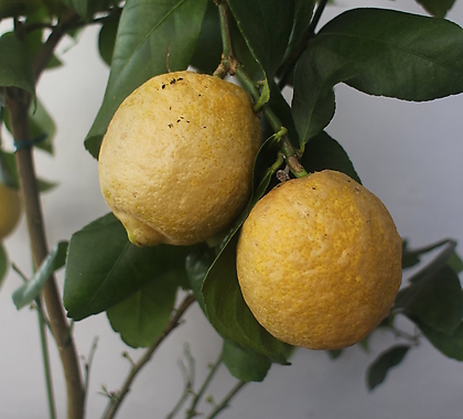레몬나무(중)