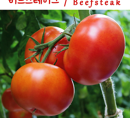 비프스테이크 토마토 Beefsteak 달콤한 희귀토마토 교육체험용 세트