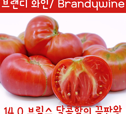 브랜디와인토마토 Brandywine 달콤한 희귀토마토 교육체험용 세트