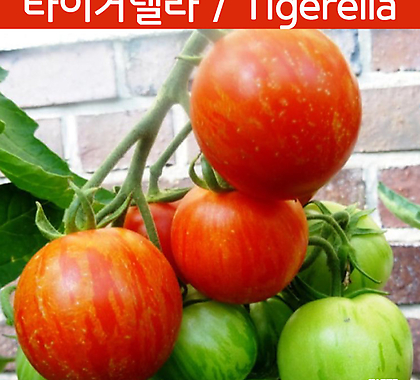타이거렐라토마토 Tigerella 달콤한 희귀토마토 교육체험용 세트