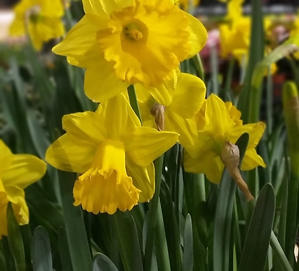 Narcissus tazetta var.chinensis /  4