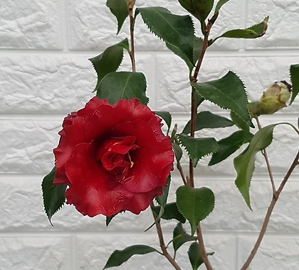 Camellia japonica -  45
