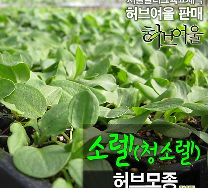 [허브여울모종] 청소렐모종 (Garden sorrel) 700원 (서울육묘생산 허브여울판매 정품허브모종)