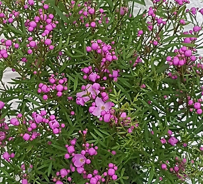 피나타 - 예쁜 핑크 꽃