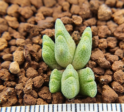 Conophytum marginatum subsp. littlewoodii ARM714