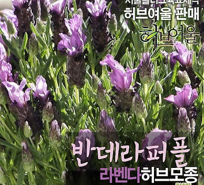 [허브여울모종] 반데라 퍼플 (라벤다 노지월동)  상토만사용 서울육묘생산 정품허브모종