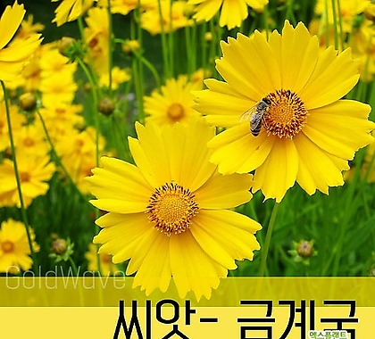 [조이가든]씨앗-금계국_1kg 씨앗