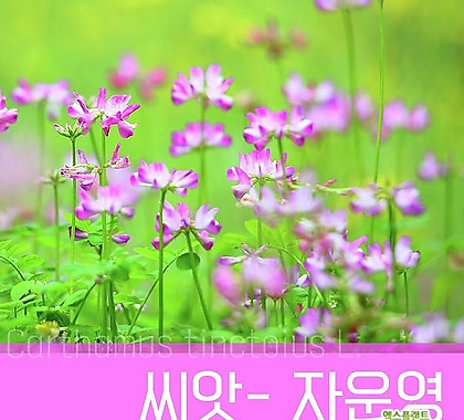 [조이가든]-자운영_1kg 씨앗