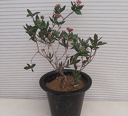 Lonicera japonica Thunb. 