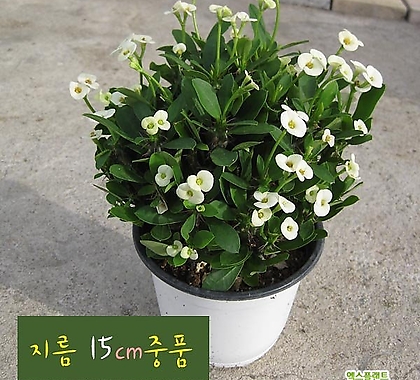 [허브여울꽃기린] 꽃기린 화이트(Crown of Thorns White 흰색) 지름 15cm 중품다육화분