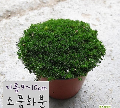 [허브여울] 향모스 진초록(황금모스 노지월동 잔디) 지름 9cm 소품화분
