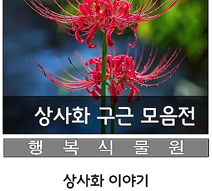 꽃무릇(석산)상사화100구근