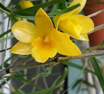 Dendrobium hancockii 