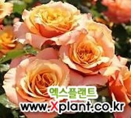 독일장미.4계.라 빌라 코타.예쁜환타오렌지색.old rose 향기.꽃10cm.아주예뻐요.정원관목장미.월동가능.상태굿.늦가을까지 피고 합니다.~