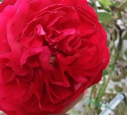독일장미.플로렌티나.old rose 향기.예쁜 빨강색.(꽃형 예뻐요!).꽃10cm.울타리.넝쿨장미.월동가능.상태굿..늦가을까지 피고 합니다.~